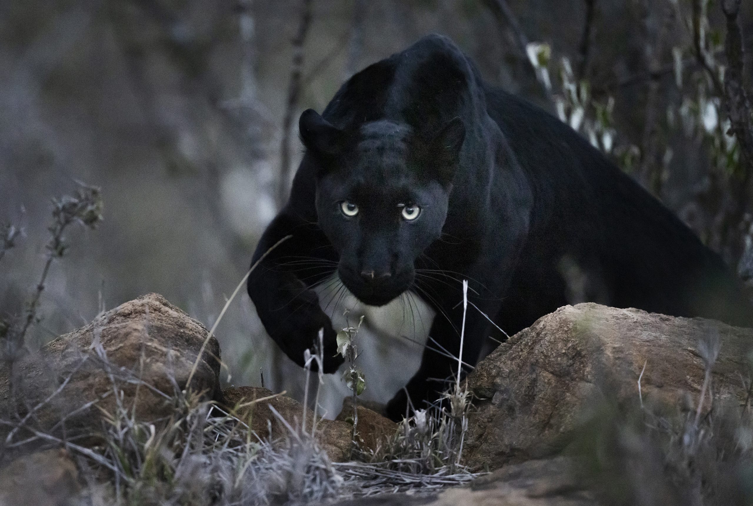 Black Leopard in Kenya, ClementWild big cat expedition in Kenya.